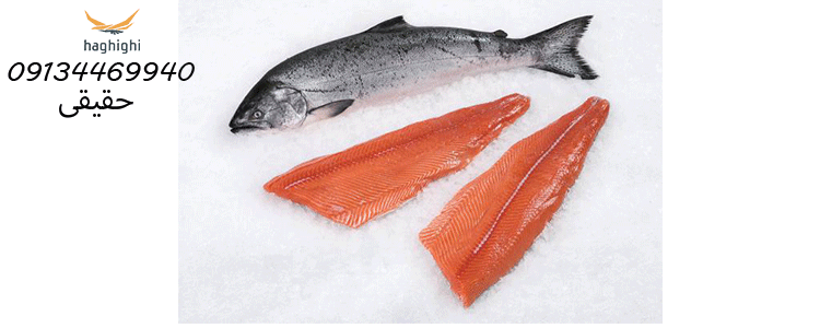 صادرات ماهی سالمون ماهنشان