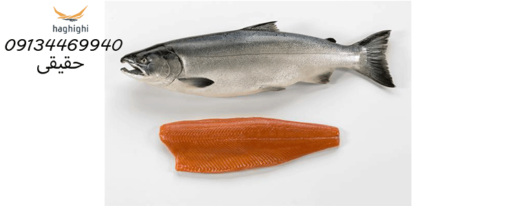 صادرات ماهی سالمون به روسیه